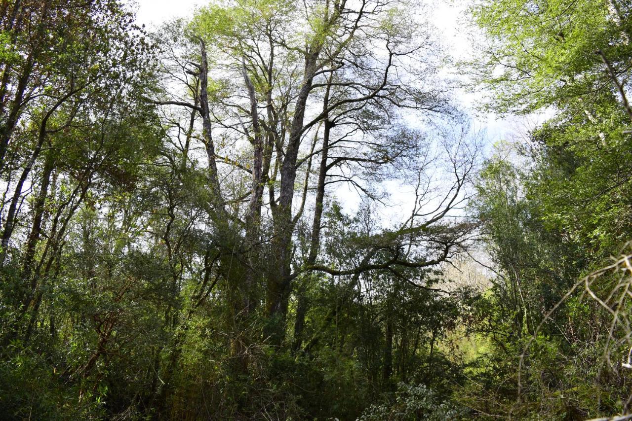 Caburgua Hermosa Vista Al Volcán, Senderos Del Bosque Pucón